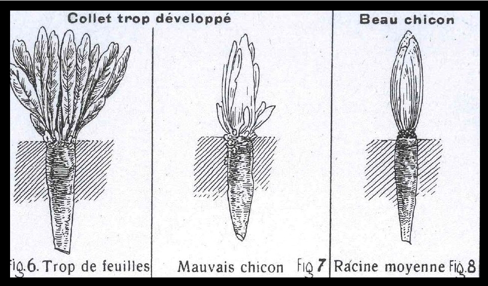 Comment réussir sa culture d'endive (chicon) bio